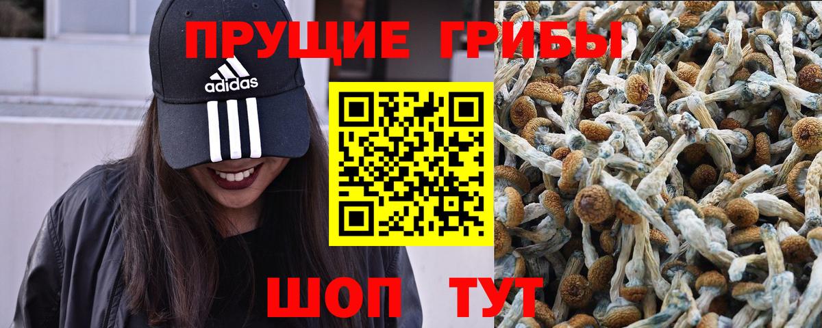 продажа наркотиков  Галлюциногенные грибы GOLDEN TEACHER  Вход с VPN  Сургут 